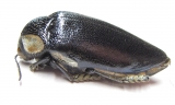 Sternocera orissa ssp.  Zimbabwe - INSECTS-STORE.RU