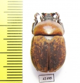 Dicaulocephalus fruhstorferi  China, Guangxi prov. - INSECTS-STORE.RU