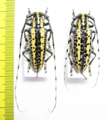 Deliathis flavis, pair  Guatemala  35/34mm - INSECTS-STORE.RU