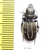 Graphipterus exclamationis  Morocco - INSECTS-STORE.RU