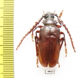 Prionus californicus, male  USA - INSECTS-STORE.RU