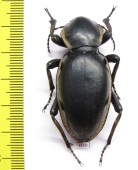 Phanerotomea arnoldi, male  Zimbabwe 49mm - INSECTS-STORE.RU