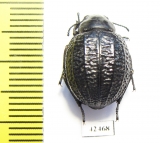 Pimelia stroebli  Spain - INSECTS-STORE.RU