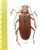 Strongylaspis sp.  Panama - INSECTS-STORE.RU