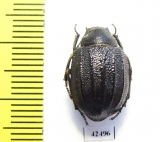 Stalagmoptera tuberculatocostata simulatrix  Kazakhstan - INSECTS-STORE.RU