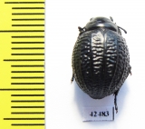 Pimelia monticola  Spain - INSECTS-STORE.RU