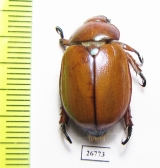 Anoplognathus sp.  Australia - INSECTS-STORE.RU