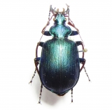 Carabinae - INSECTS-STORE.RU