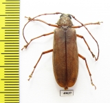 Strongylaspis sp.  Honduras - INSECTS-STORE.RU