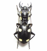 Other Carabidae - INSECTS-STORE.RU