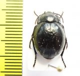 Gyriosomus pumilus Chile - INSECTS-STORE.RU