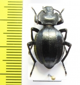 Akis trilineata algeriana  Morocco - INSECTS-STORE.RU