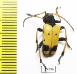 Brachyta bifasciata  Russia, Far East - INSECTS-STORE.RU