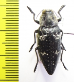 Chalcophorella bagdadensis  Iran, Fars prov. - INSECTS-STORE.RU