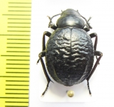 Pimelia goryi goryi  Italy, Sardinia - INSECTS-STORE.RU