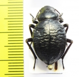 Pimelia goryi goryi  Italy, Sardinia - INSECTS-STORE.RU