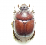 Bolboceratinae - INSECTS-STORE.RU
