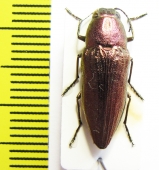 Sphenoptera balassogloi  Uzbekistan - INSECTS-STORE.RU