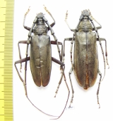 Neocerambyx raddei, pair  Russia, Far East  47/50mm - INSECTS-STORE.RU