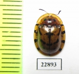 Chrysomelidae sp.  South Africa Rep. - INSECTS-STORE.RU