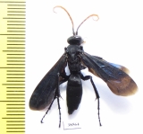 Hymenoptera sp.  Tanzania - INSECTS-STORE.RU