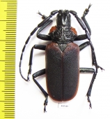 Oropyrodes maculicollis, male  Mexico 45mm - INSECTS-STORE.RU