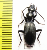 Cypholoba alstoni  South Africa Rep. - INSECTS-STORE.RU