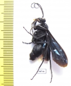 Hymenoptera sp.  Tanzania - INSECTS-STORE.RU