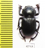 Tenebrionidae sp.  South Africa Rep. - INSECTS-STORE.RU