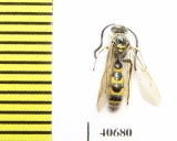 Scoliidae sp.  India, Orissa - INSECTS-STORE.RU