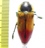 Temognatha variabilis  Australia - INSECTS-STORE.RU