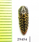 Acmaeodera haemorrhoa  USA - INSECTS-STORE.RU