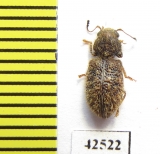 Cleridae sp.  South Africa Rep. - INSECTS-STORE.RU