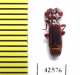 Paussinae sp.  South Africa Rep. - INSECTS-STORE.RU