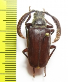 Polylobarthron margelanicus  Uzbekistan - INSECTS-STORE.RU