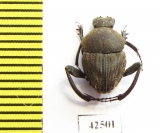 Sisyphus sp.  South Africa Rep. - INSECTS-STORE.RU