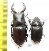 Prosopocoilus motschulskii  Taiwan 51mm - INSECTS-STORE.RU