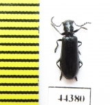 Tillus elongatus  Russia, Tver reg. - INSECTS-STORE.RU