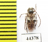 Pogonocherus fasciculatus  Russia, Tver reg. - INSECTS-STORE.RU