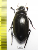 Hydrophilus dauricus, male  Russia, Far East - INSECTS-STORE.RU