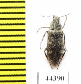 Stenotrachelidae, Scotodes annulatus  Russia, Tver reg. - INSECTS-STORE.RU