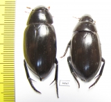 Hydrophilus dauricus, male  Russia, Far East - INSECTS-STORE.RU