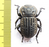Anomalipus sp.  South Africa Rep. - INSECTS-STORE.RU