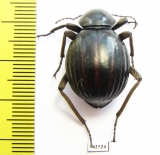 Tenebrionidae sp.  South Africa Rep. - INSECTS-STORE.RU