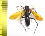 Hymenoptera sp.  Ecuador - INSECTS-STORE.RU