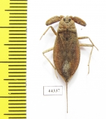 Nepa cinerea  Russia, Tver reg. - INSECTS-STORE.RU