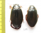 Dytiscus marginalis, pair  Russia, Tver reg. - INSECTS-STORE.RU