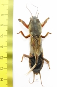 Gryllotalpidae, Gryllotalpa gryllotalpa  Russia - INSECTS-STORE.RU