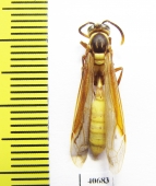 Hymenoptera sp.  French Guiana - INSECTS-STORE.RU