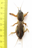Gryllotalpidae, Gryllotalpa gryllotalpa  Russia - INSECTS-STORE.RU